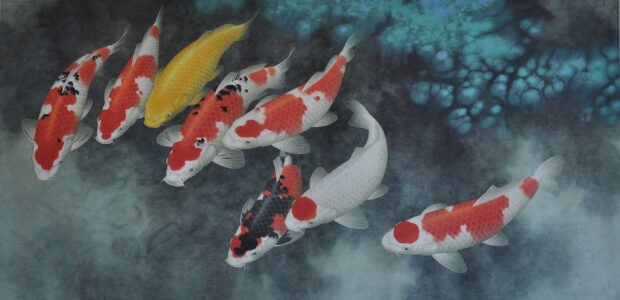 A group of colorful koi fish swim gracefully in clear water, 2K Desktop Wallpaper