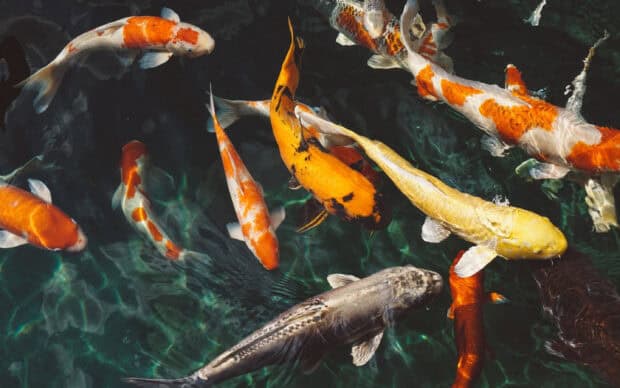 A group of koi swimming smoothly in clear water with vibrant colors, 2K Desktop Wallpaper