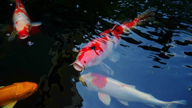 Colorful koi swimming in dark water with clear reflections, 4K Desktop Wallpaper