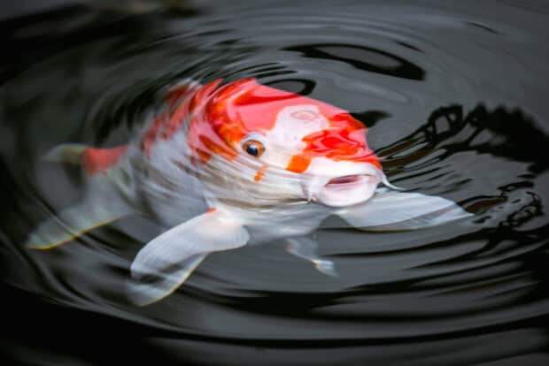 A colorful koi swims gracefully in dark water creating ripples, HD Desktop Wallpaper