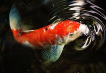 A colorful koi swims near the water surface creating gentle ripples on the dark pond, HD Desktop Wallpaper