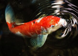 A colorful koi swims near the water surface creating gentle ripples on the dark pond, HD Desktop Wallpaper