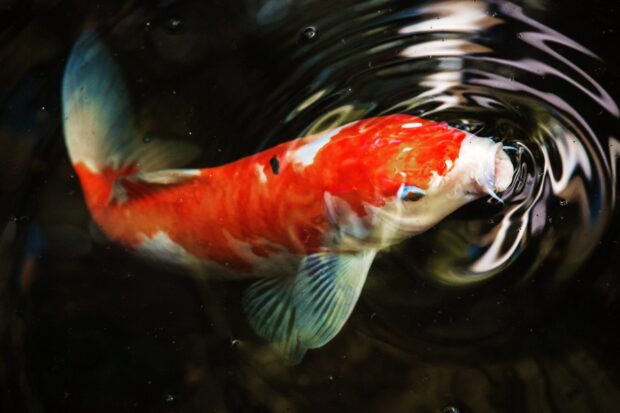 A colorful koi swims near the water surface creating gentle ripples on the dark pond, HD Desktop Wallpaper