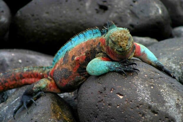 A colorful marine iguana is resting on black volcanic rocks in the Galapagos Islands, 2K Desktop Wallpaper