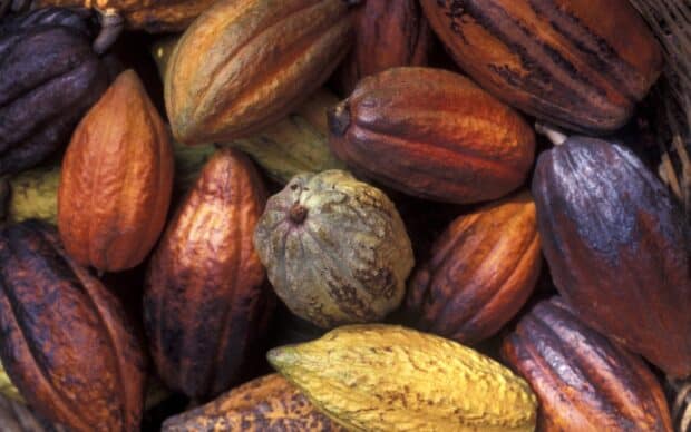 Colorful ripe cocoa pods gathered closely in a basket for harvest Cocao Wallpapers, HD Desktop Wallpaper