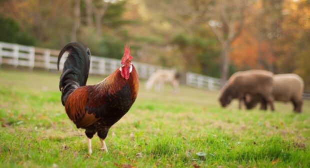 A colorful rooster is standing on grass in a farm field with sheep grazing in the background, HD Desktop Wallpaper