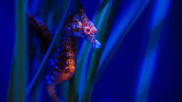 A bright seahorse is swimming among underwater plants in blue water, HD Desktop Wallpaper