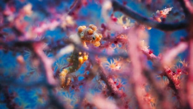 A close up of a colorful seahorse blending with coral branches underwater, HD Desktop Wallpaper