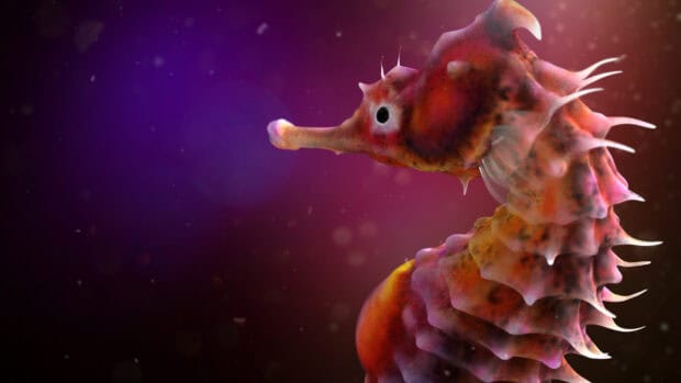 A colorful seahorse swims slowly in deep water with a vibrant purple background, HD Desktop Wallpaper