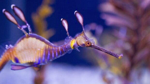 A vibrant seahorse is swimming gracefully in the ocean near coral reefs, 4K Desktop Wallpaper