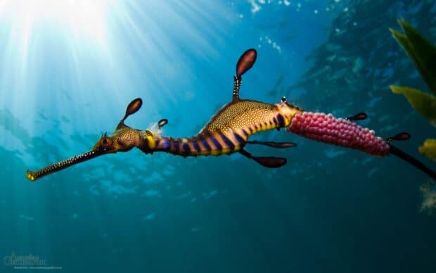 A vibrant seahorse is swimming in the ocean with sunlight shining through the water, HD Desktop Wallpaper