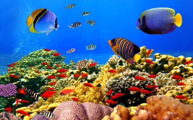 A vibrant underwater scene of tropical fish swimming around a coral reef in clear blue water, 2K Desktop Wallpaper