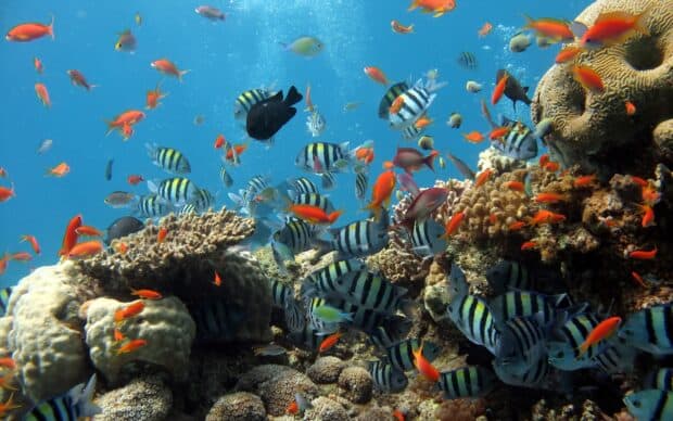 Tropical fish swim among coral reefs in clear blue water, 2K Desktop Wallpaper