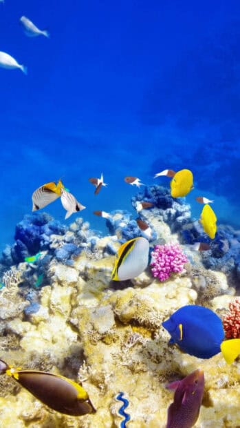 A vibrant underwater scene with tropical fish swimming near coral reefs, 2K Mobile Wallpaper