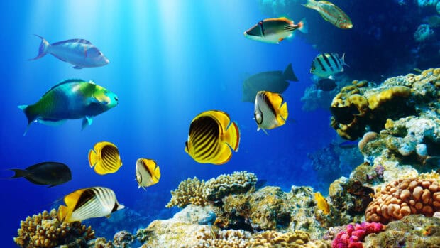 A variety of tropical fish swim over vibrant coral reefs in clear blue water, 4K Desktop Wallpaper