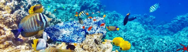 A variety of colorful tropical fish swim among the coral reefs in clear blue water, 4K Desktop Wallpaper