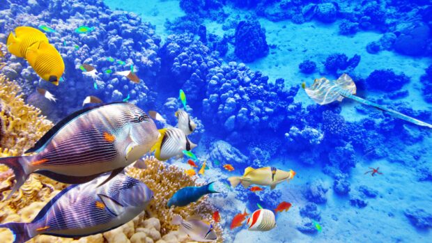 A school of tropical fish swim near coral and a stingray in clear blue water, 4K Desktop Wallpaper
