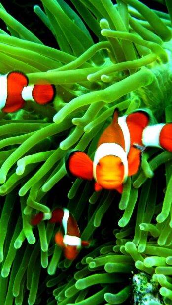 A group of tropical fish swim through vibrant green sea anemones in the ocean, HD Mobile Wallpaper