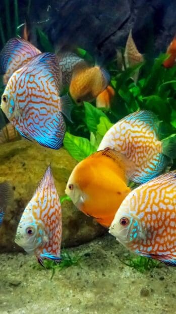 A group of colorful tropical fish swim among green plants underwater, HD Mobile Wallpaper