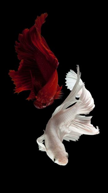 Two tropical fish swim gracefully against a dark background, HD Mobile Wallpaper