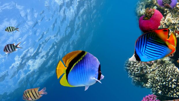 Bright tropical fish swim near coral reefs in the ocean, 4K Desktop Wallpaper