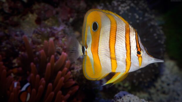 A vibrant tropical fish is swimming near the coral reef in clear water, 4K Desktop Wallpaper