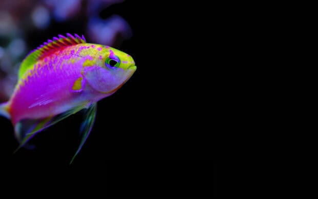 A vibrant tropical fish displays bright colors against a dark background, HD Desktop Wallpaper