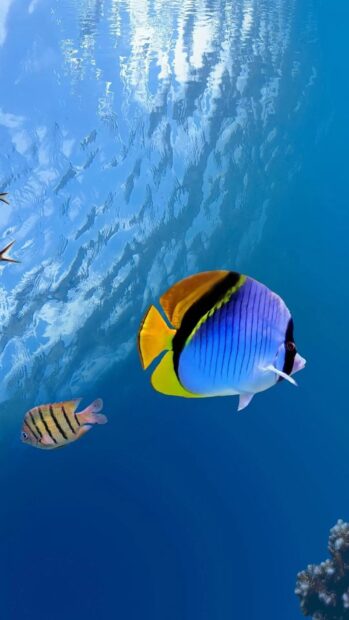 A vibrant tropical fish swims alongside a smaller fish in clear blue water, HD Mobile Wallpaper