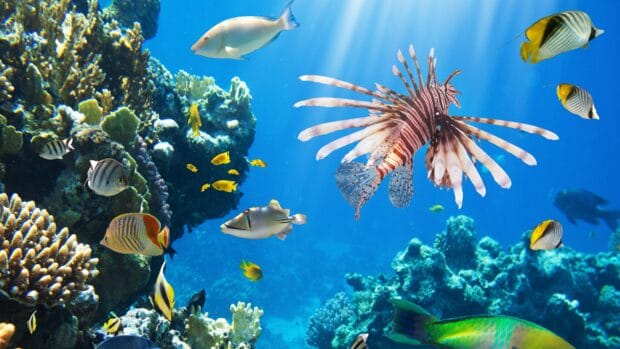 A variety of tropical fish swim in clear blue water over the coral reef, 4K Desktop Wallpaper