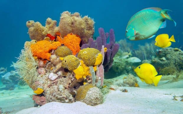 A group of tropical fish swim around a vibrant coral reef under clear ocean water, 2K Desktop Wallpaper
