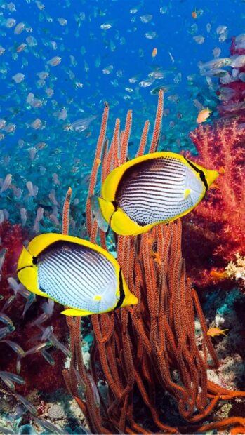 Two tropical fish swim close to vibrant coral underwater, HD Phone Wallpaper