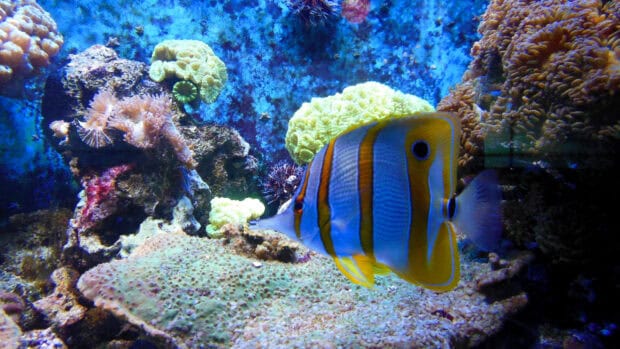 Tropical fish swimming near vibrant coral reefs in a colorful ocean scene, 2K Desktop Wallpaper