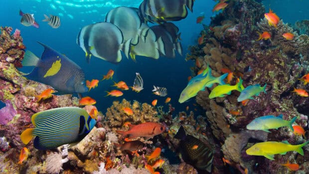 A school of tropical fish swim around vibrant coral reefs under clear ocean water, 4K Desktop Wallpaper