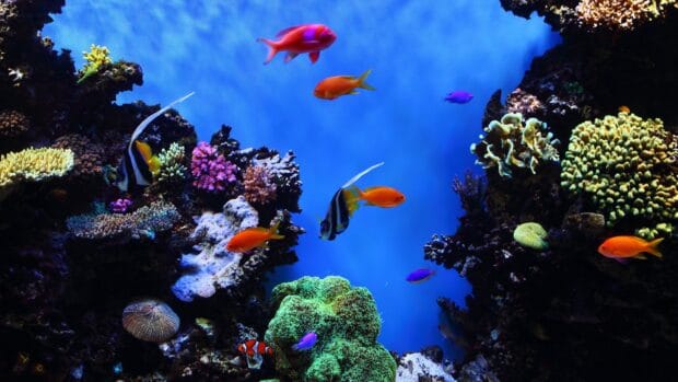 Vibrant tropical fish in a coral reef scene with blue background, 4K Desktop Wallpaper