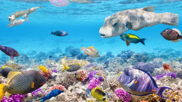 This image shows colorful tropical fish swimming above a vibrant coral reef in clear blue water, 4K Desktop Wallpaper