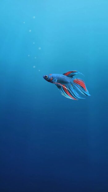 A colorful tropical fish swims gracefully with bubbles rising in the deep blue ocean, HD Phone Wallpaper