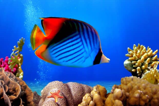 A colorful tropical fish swims near the coral reef in the clear blue ocean, 2K Desktop Wallpaper