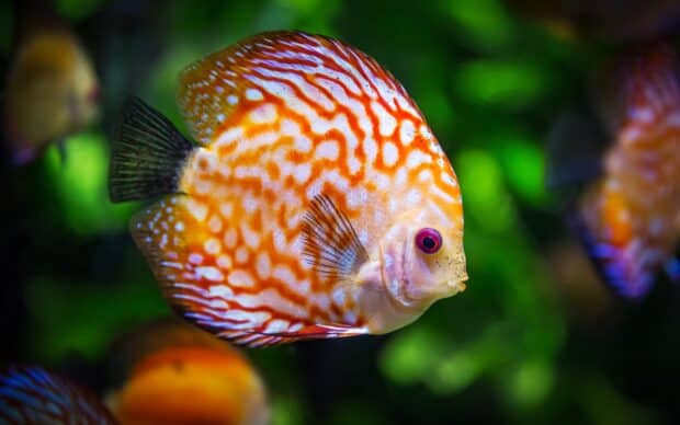 A colorful tropical fish with vibrant patterns swimming against a green underwater background, 2K Desktop Wallpaper