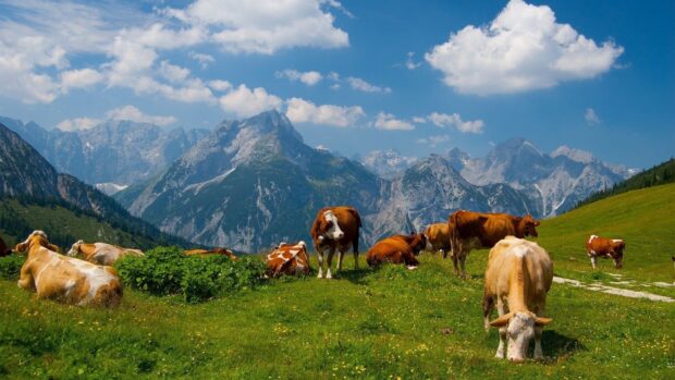 A herd of cows grazes peacefully in a green mountain meadow under blue skies, HD Desktop Wallpaper
