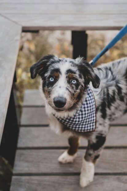 A curious Aussiedor with blue eyes wearing a checkered bandana is standing on a wooden deck, HD Mobile Wallpaper
