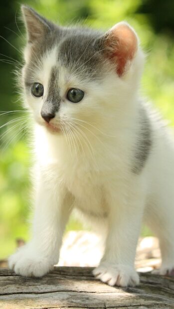 A curious baby cat with gray and white fur stands on a wooden surface outdoors, HD Phone Wallpaper