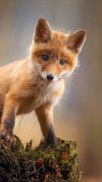 A curious baby fox stands on mossy ground looking directly at the camera, HD Phone Wallpaper