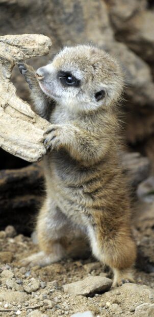 A baby meerkat is standing and touching a rock in its natural habitat showing curiosity, 2K Mobile Wallpaper