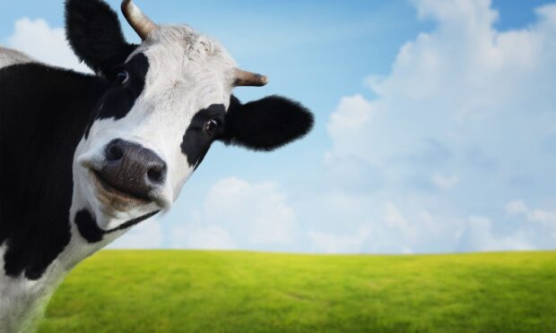 A curious cow peeks with green field and blue sky in the background featuring farm animals wallpapers, HD Desktop Wallpaper