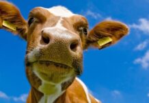 A curious cow is looking directly at the camera with a clear blue sky in the background, HD Desktop Wallpaper