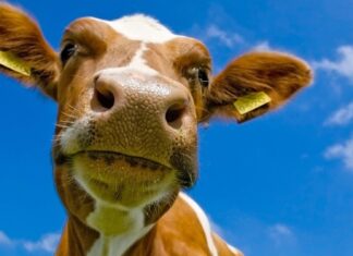 A curious cow is looking directly at the camera with a clear blue sky in the background, HD Desktop Wallpaper