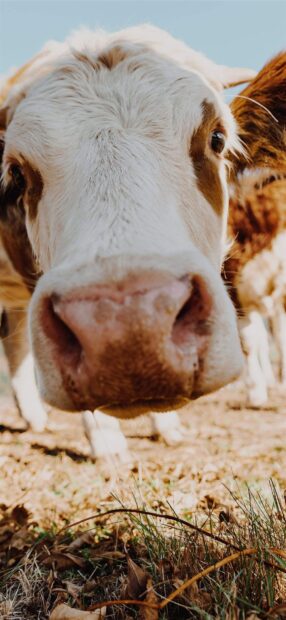 A close up of a curious farm animal showing its nose and eyes clearly, HD Mobile Wallpaper