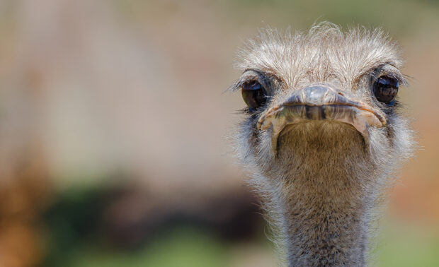 A close up of a curious ostrich showing detailed feathers and eyes, HD Desktop Wallpaper