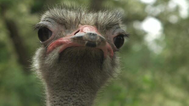A curious ostrich face with clear eyes looking towards the camera in a natural setting, 4K Desktop Wallpaper