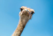 A curious ostrich looks directly at the camera against a clear blue sky, HD Desktop Wallpaper